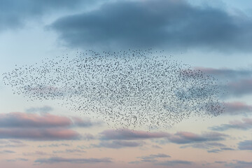 Amazing image of starling murmuration in flight during pastel colour Winter sunset evening