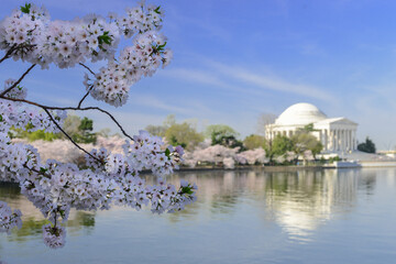 Obraz premium Washington DC in springtime with cherry blossoms - United States