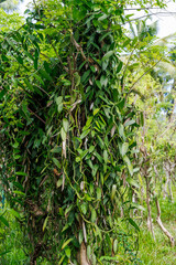Vanilla plantation