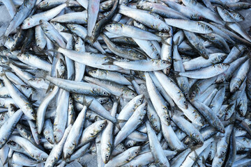 Obraz premium fresh fish at the market