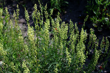 close up of Wild mignonette (Reseda lutea)