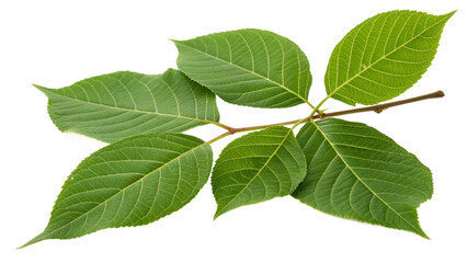 Obraz premium green leaves isolated on white background