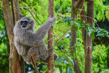 a silvery gibbon on a lush green tree in very shady, sunny weather, occasionally hanging from the branches.