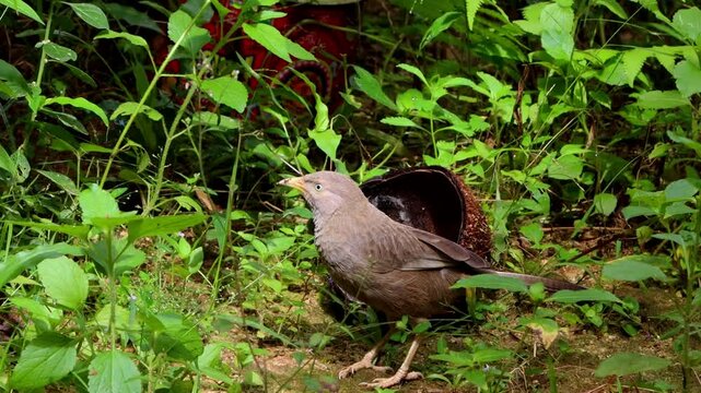 Bird near coconut shell,  yellow-billed babbler (Argya affinis)  