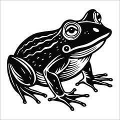 frog on white background