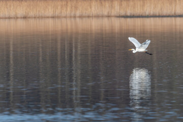 Grande aigrette en vol 