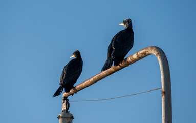 Kormorane sitzen auf einem Geländer