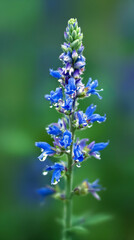 Fototapeta premium Elegant Blue Lupine Flower with Water Droplets, Macro Close-up of Fresh Blue Salvia Blossom with Dew Pearls, Beautiful Floral Detail with Green Bokeh Background, Nature Garden, wallpaper.
