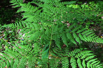 Close-up of ferns in summer in daylight.