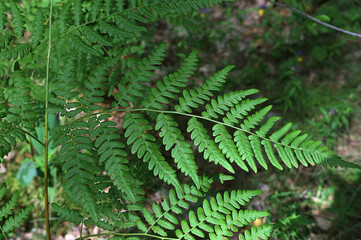Close-up of ferns in summer in daylight.