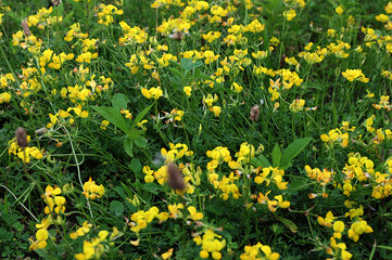 Patch of wildflowers including red clover & lotus corniculatus