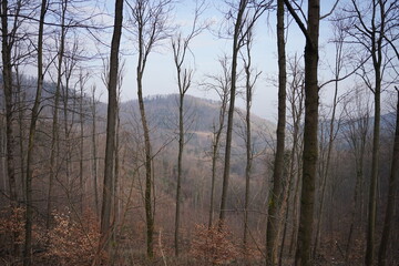 Góry Bardzkie, Polska © Strumyk