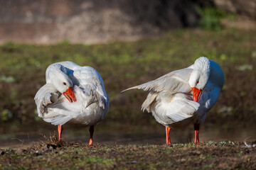 Two white geese preening their feathers in a natural environment. © Eduardo Estellez