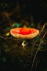 fly agaric mushroom