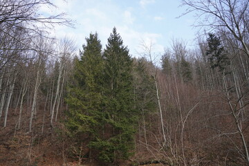 Góry Bardzkie, Polska © Strumyk