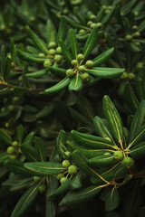 Fototapeta premium close up of a pine tree