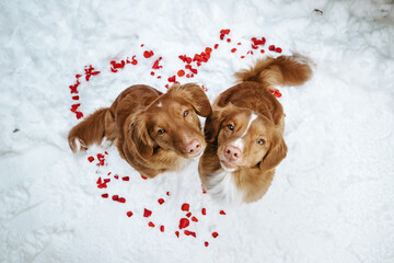 Two cute nova scotia duck tolling retriever dogs on a valentine's day. Heart made of roses on a...