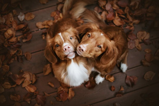 Two nova scotia duck tolling retriever dogs kissing among leaves in autumn. Brown background, moody picture