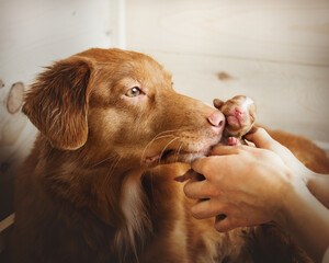 Dog mother kissing her newborn puppy. Very cute nova scotia duck tolling retriever breer