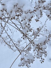 snow covered branches