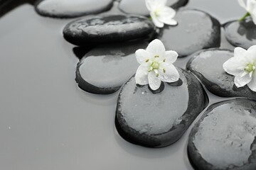 Spa stones and flowers in water, closeup. Space for text
