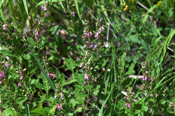 Teucrium chamaedrys grows in nature in summer