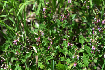 Teucrium chamaedrys grows in nature in summer