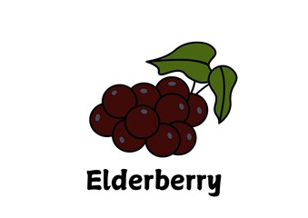  illustration of  elderberry