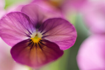 close-up of vibrant pansy flower with soft bokeh  