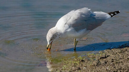 A single seagull stays in the water for hunting, bathing and resting.