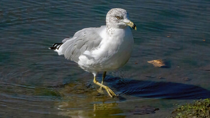 A single seagull stays in the water for hunting, bathing and resting.