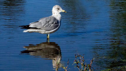 A single seagull stays in the water for hunting, bathing and resting.