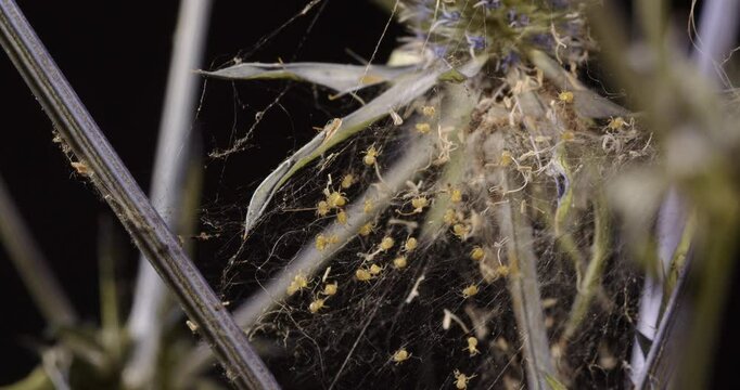Close-up of spiders and web on a plant. Spider life concept.