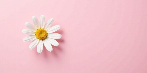 Obraz premium A single daisy blossom rests delicately on a soft pink background, creating a serene and minimalist floral scene perfect for a variety of design applications.