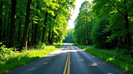 Obraz premium Asphalt lane lined with verdant trees, sunlight filtering through leaves, creating a scenic summer drive