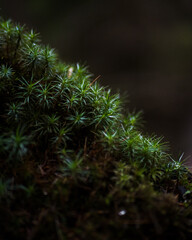 Moss