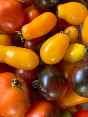 A variety of ripe tomatoes in shades of red, yellow, and orange are spread out on a rustic wooden...