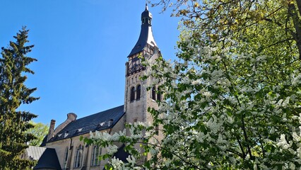 Large shrubs of Prunus padus bloom with white flowers in spring in gardens and parks