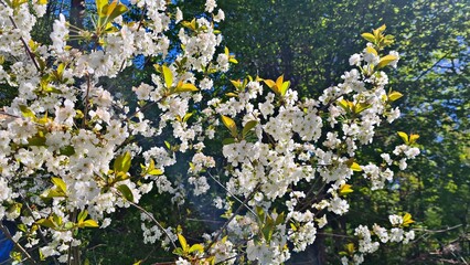Large shrubs of Prunus padus bloom with white flowers in spring in gardens and parks