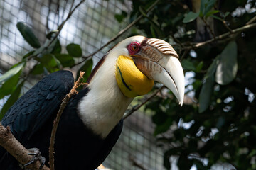 Close up of a great hornbill in captivity