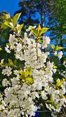 Large shrubs of Prunus padus bloom with white flowers in spring in gardens and parks