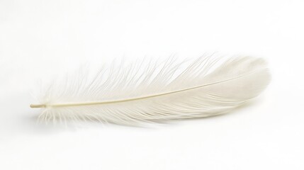 A single off white feather rests on a white background