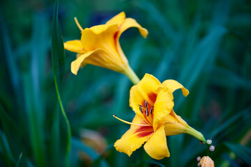 Obraz premium yellow lily in the garden