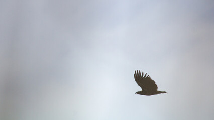 White tailed eagle in flight on blue sky. Eagle on the sky. Haliaeetus albicilla.