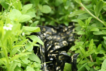 Pollution avec des déchets dans la nature