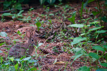 Rabbit eating leaves