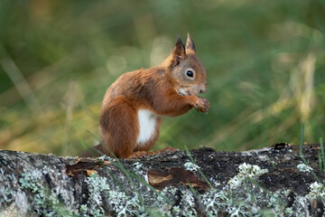 Red Squirrel on a fallen tree trunk