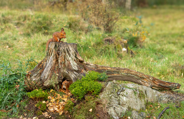 Red squirrel on a tree stump eating nuts
