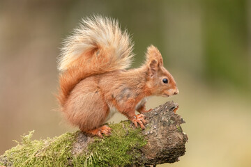 Red squirrel on a branch
