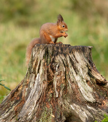 Red squirrel on a tree stump eating nuts © Digital Nature 